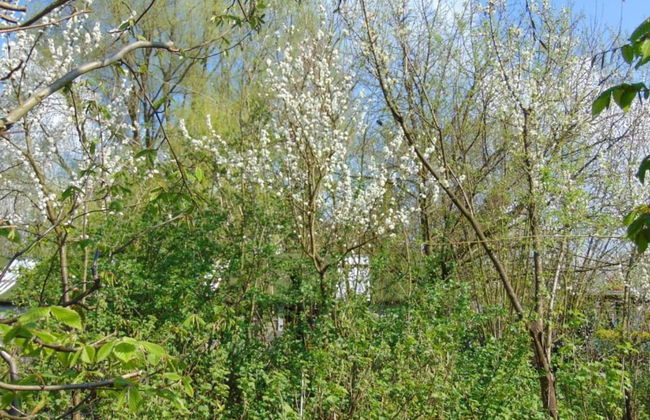 Chalet in Breebos Near Antwerpse Noorderkempen - Foto 38