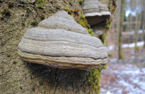 Vakantiehuis Ramsbeck - Foto 41