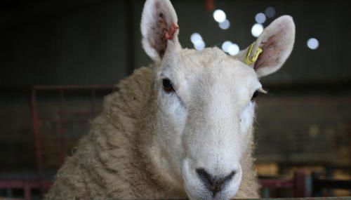 Cob Cottage - Foto 2