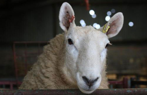 Cob Cottage - Photo 2