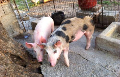 BIO Garden Stonehouse - Foto 39