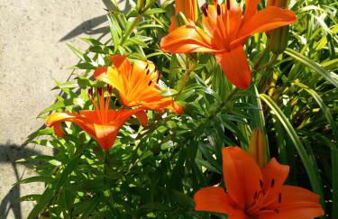 CASA DA VOVÓ CÉU - Casa de Campo Gandaresa - Country House, entre COIMBRA e AVEIRO, a 15 minutos carro Praia Mira - Quintal com piscina insuflável - Foto 14