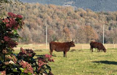 Masia Quelet - Foto 30