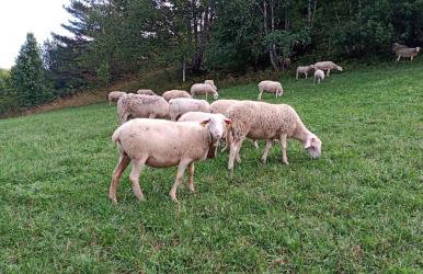 Els Pins d'Abella - Foto 67