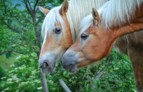 Agriturismo Del Cimone - La Palazza - Photo 38