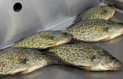 Weslake Resort - Foto 31