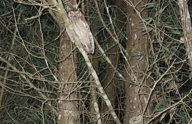 Refúgio Mata Atlântica, Riacho, Piscina, Natureza - Foto 40
