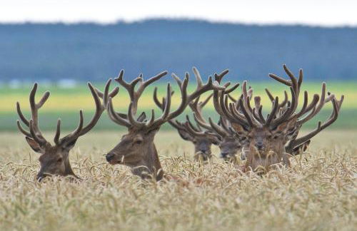 Tiny House am Waldrand - Foto 37