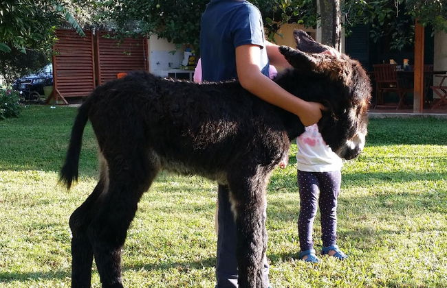 Casale Della Pergola Eco-friendly by the sea - Foto 30