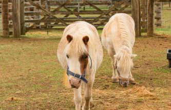 Family Cotswolds Cottage Farm Stay - The Smythy - Foto 42