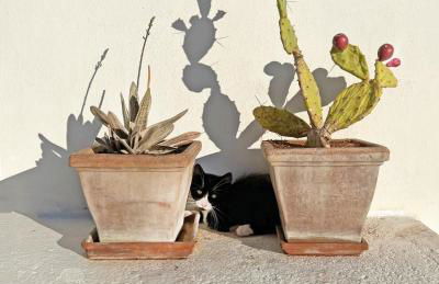 VITA VIVET TRULLO - Foto 41