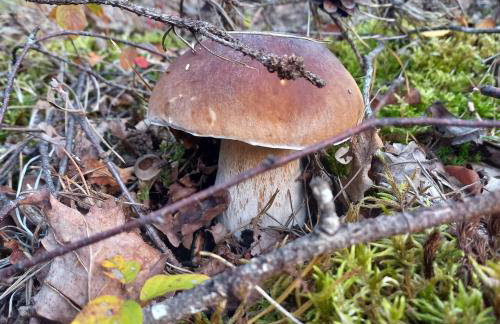 Ma Cabane Au Bord Du Lac - Foto 9