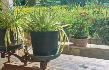 Son Apiana - Foto 78