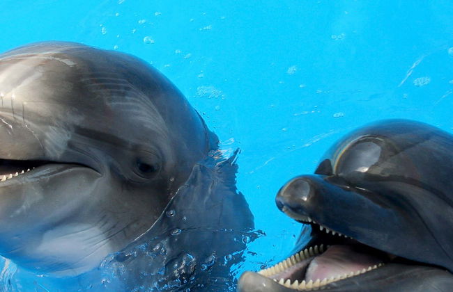 Selwo Marina Ticket - Photo 14