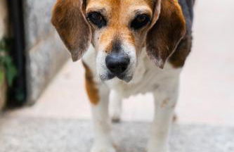 casa Diana - Foto 44