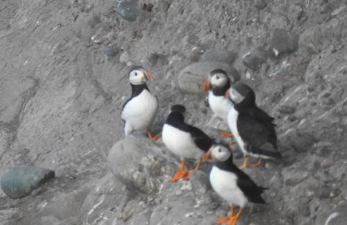 Dunnottar Cottage - Foto 62