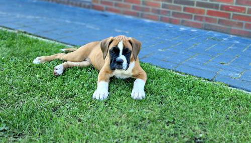 Tiny House Südliches Friesland-FRI Natur erleben - Foto 2