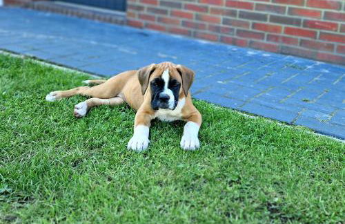 Friesenparadies FRI-Südliches Friesland - Foto 2