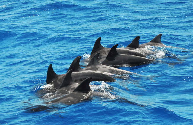 Morro Jable Dolphin & Whale Watching Trip - Foto 12