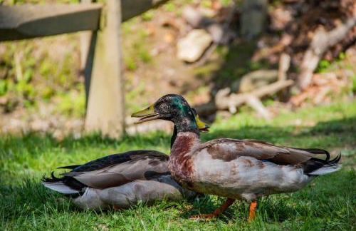 Star View Cabin - Powder Horn Mountain - Foto 46