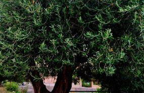 Olivo Apartment - Studio - Foto 20