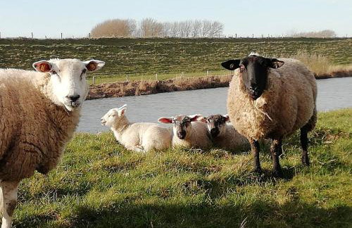 Große Warf mit Rasenfläche - Foto 4