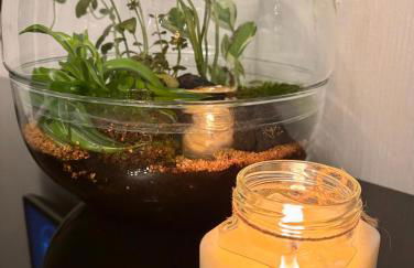 Robertsau, jardin en ville - Foto 16