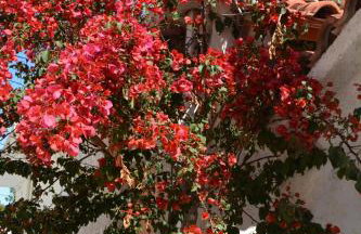 Paradise Studios - Foto 68