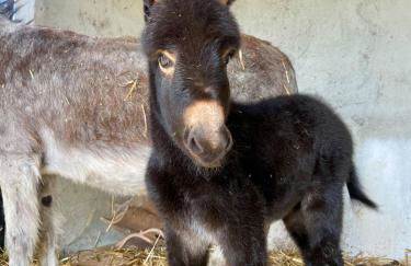 Villa Claudia - Appartamento A - Foto 17