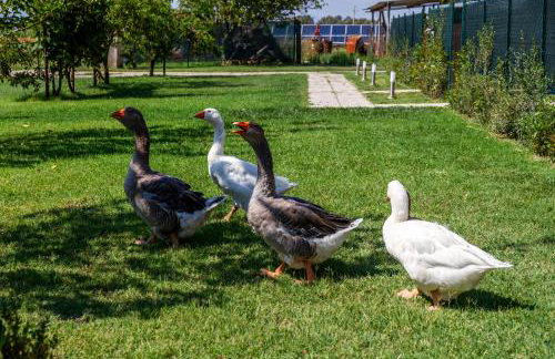 Agriturismo il Pollino - Foto 6