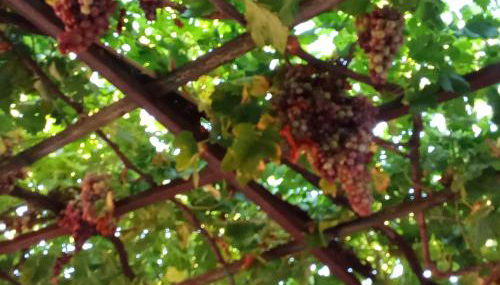 Agriturismo Il Melograno - Foto 4