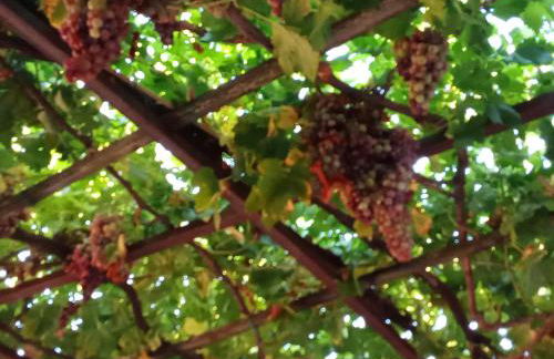 Agriturismo Il Melograno - Foto 4