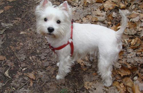 Różany Domek - Foto 14