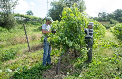 Quinta de Lourosa - Foto 62