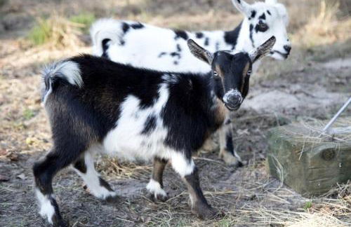 Romantic Cottage Rental on a Beautiful Farm in the Countryside near Austin, Texas - Photo 27