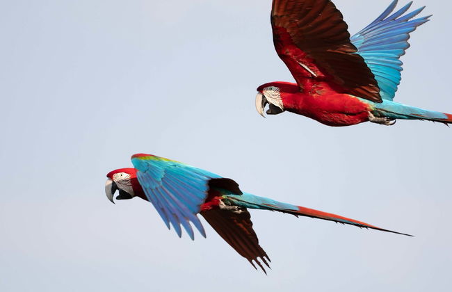 Avistamento de aves na fazenda Río Agujitas - Foto 2