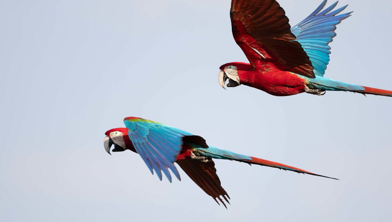 Avistamento de aves na fazenda Río Agujitas