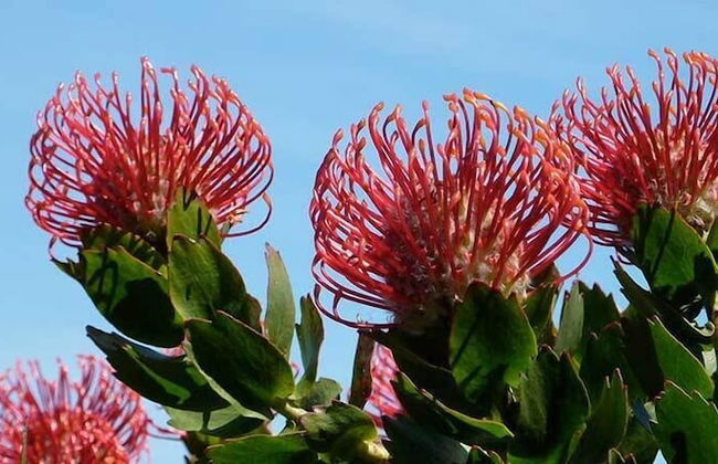 The Boomerangs - Foto 34