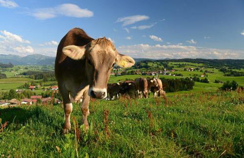 ELIs Ferienwohnung - Foto 19