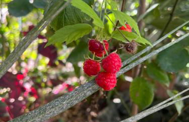 Maison Mele Ischia - Foto 26