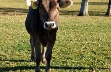 Eistobel und Felderhalde - Foto 26