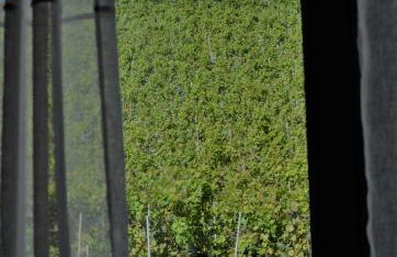 Agriturismo Vitae di Langa - Foto 63