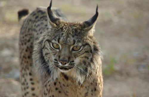 CASA DA ALDEIA II - Foto 40