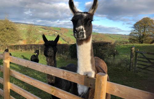 The Peacock Shepherds Hut at Hafoty Boeth - Photo 14