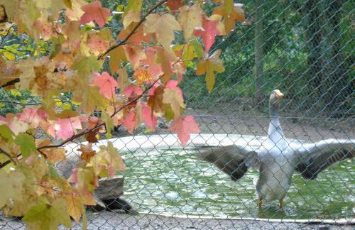 Quinta da Chouza Agroturismo e Enoturismo - Foto 60