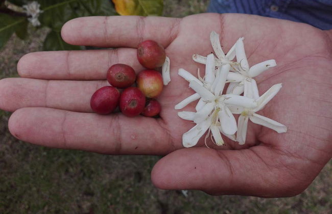 Visite autour du café dans la ferme Casa Vieja - Photo 6