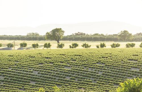 Domaine Demol - Photo 54