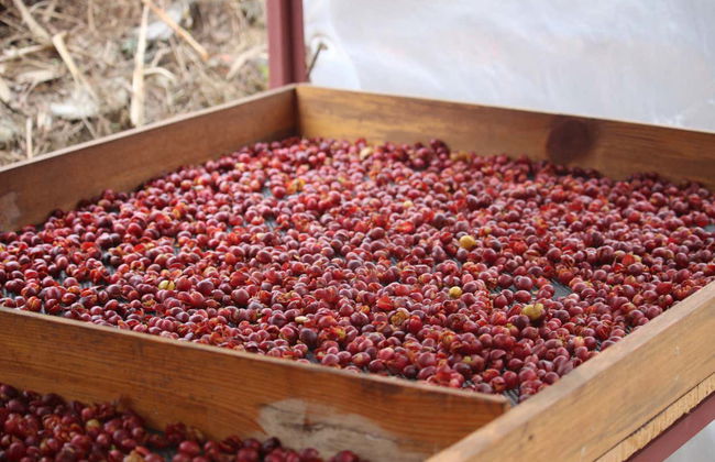 Excursión a los cafetales de Sarangkot - Foto 12