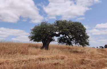 Pátio do Forno - Foto 13