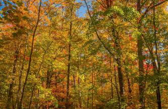 Lazy Bear Den - Foto 52